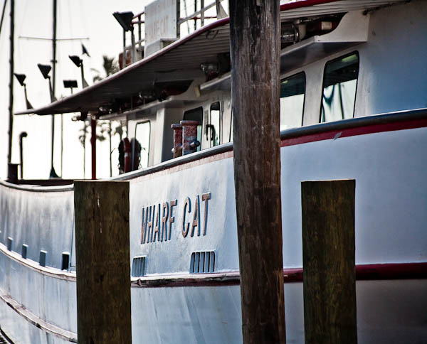 Wharf Cat for our Whooping Crane Boat Tour