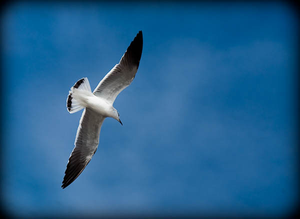 Seagull in Rockport