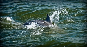 Dolphins on our birding tour