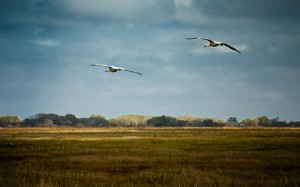 whooping cranes in flight
