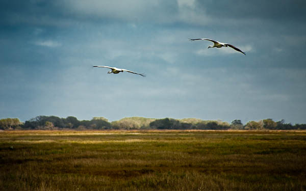 whooping cranes in flight