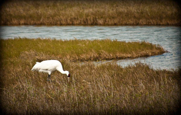 Whooping Crane on Matagorda Island