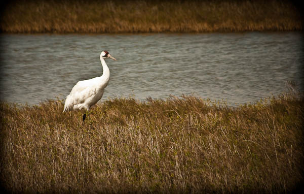 Whooping Cranes from Tour in Rockport