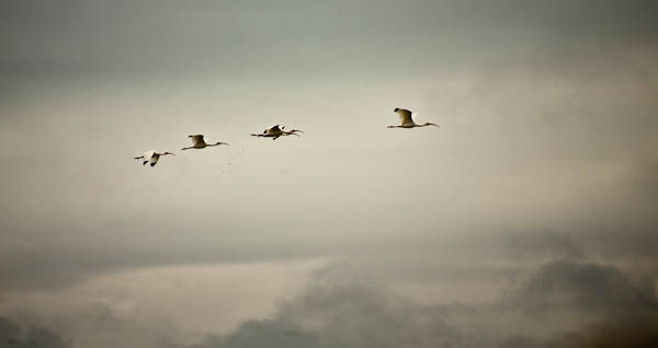 Sandhill cranes in flight