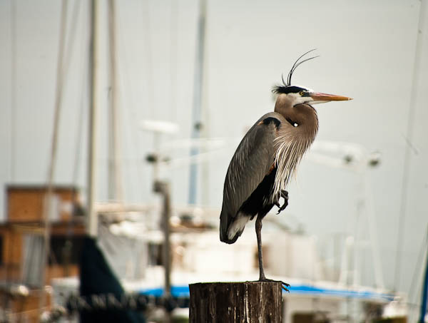 Blue Heron in Rockport