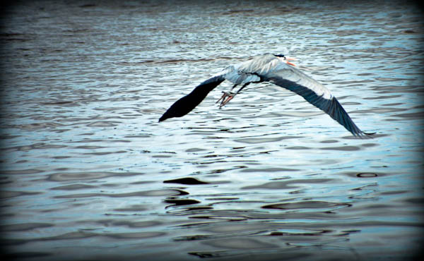 Blue Heron in Flight