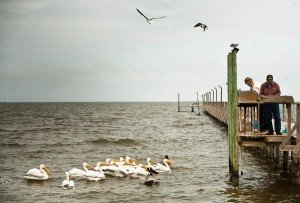 pelicans off pier at Fulton Texas