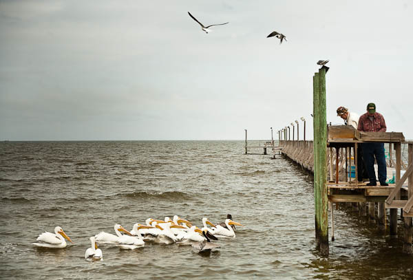 pelicans off pier at Fulton Texas