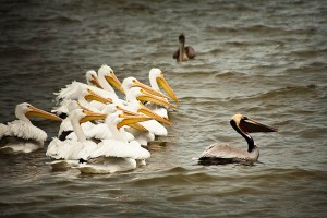 Pelicans