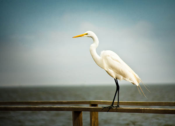 Texas Egret