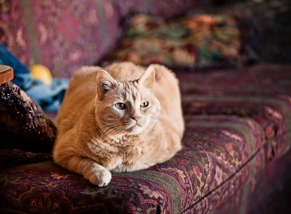 Pumpkin on couch Pumpkin on couch