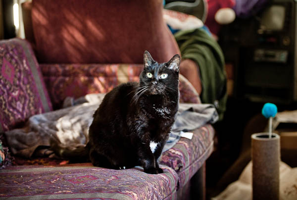 Boo on the couch Boo on the couch