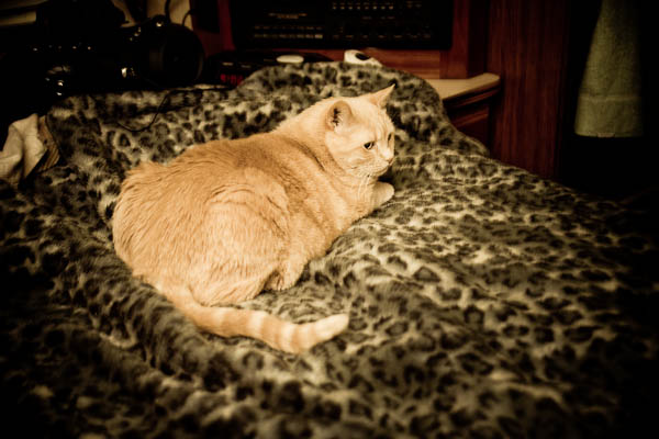 Pumpkin on the bed