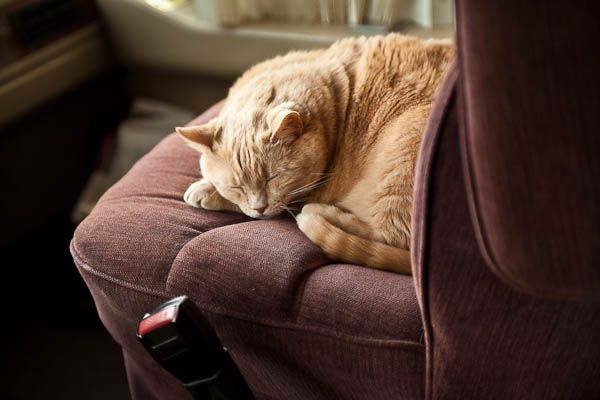 Pumpkin sleeping in Dar's seat