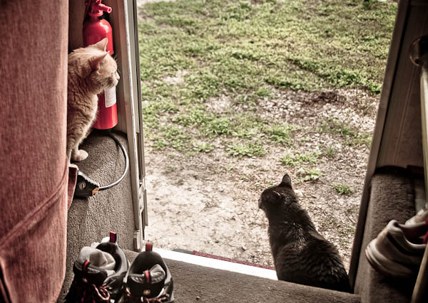 Cats thinking about going out