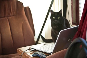 Boo breaks in Rob's new computer keyboard