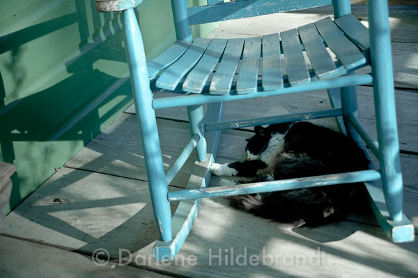 Laura Plantation cat of laura plantation