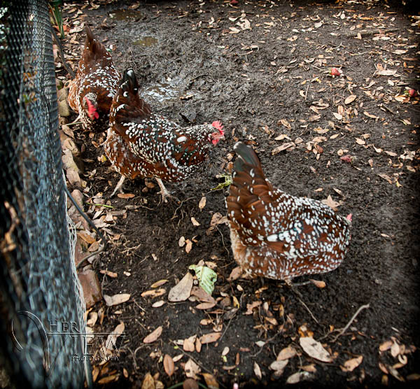 chickens - garden district, New Orleans RV 06411